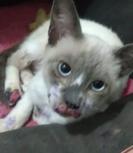 Animais - Tratamento do Eddy - Esporotricose