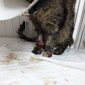 Animais - AJUDE O AMARELO CURAR A ESPOROTRICOSE