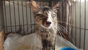 AJUDE O AMARELO CURAR A ESPOROTRICOSE