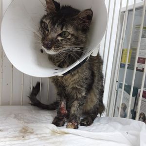 AJUDE O AMARELO  - AJUDE O AMARELO CURAR A ESPOROTRICOSE