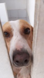 Compra do sítio e pagamento das clinicas veteri