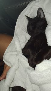 Animais - Chega de incontinência urinária e fecal 