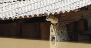 Vaquinha Online - AJUDE OS GATOS DA ENCHENTE