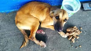 Osasco/SP - Missão Pets-Resgatando Vidas Animais