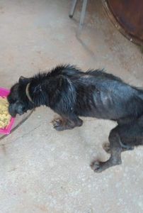 Missão Pets-Resgatando Vidas Animais imagem 7