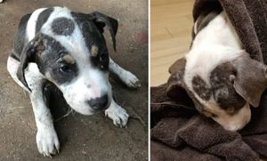 Crowdfunding - Missão Pets-Resgatando Vidas Animais