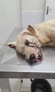 MISSÃO PETS-RESGATANDO  VIDAS ANIMAIS  - Missão Pets-Resgatando Vidas Animais