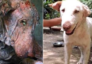 Vaquinha - Missão Pets-Resgatando Vidas Animais