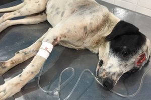 Missão Pets-Resgatando Vidas Animais imagem 8