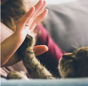 ONGs - Refúgio para Animais Desamparados 🌟