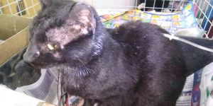 Causas e Comunidade - Tratamento para Animais Necessitados