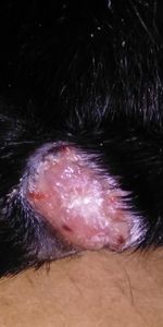 Vaquinha Online - Tratamento para Animais Necessitados