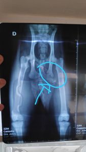 Ajude no tratamento da Castanha, nossa gatinha!!! imagem 6