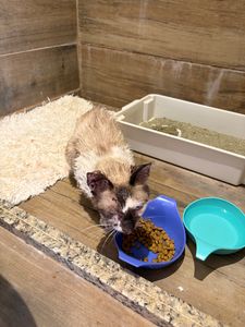 Ajude o gatinho Heitor 