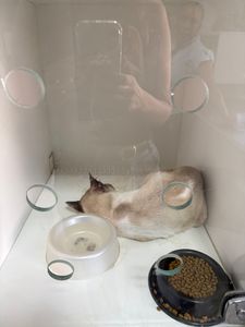 Vaquinha Online - Ajude o gatinho Heitor 