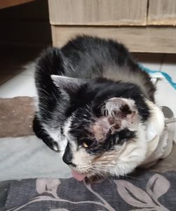 Ajuda pra custear as despesas médicas da Shabyska  imagem 8