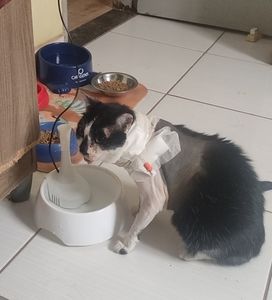 Ajuda pra custear as despesas médicas da Shabyska  imagem 7