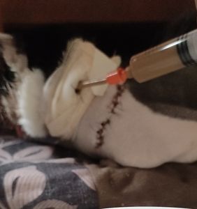 Ajuda pra custear as despesas médicas da Shabyska  imagem 6