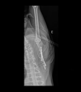 Animais - Ajuda pra custear as despesas médicas da Shabyska 