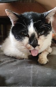 Shabyska  - Ajuda pra custear as despesas médicas da Shabyska 