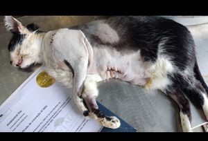 Ajuda pra custear as despesas médicas da Shabyska  imagem 9