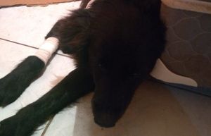 Vaquinha Online - Tratamento Tição