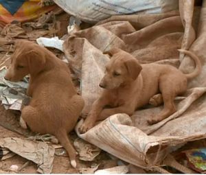 ONGs - Castração e Vacinação nos bairros da periferia-SBC