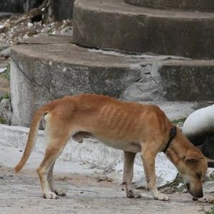 Animais - Projeto Ajuda Animal 