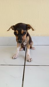 Ajuda para tratamento de filhotes abandonados 