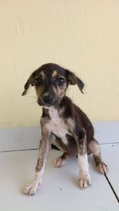Causas e Comunidade - Ajuda para tratamento de filhotes abandonados 