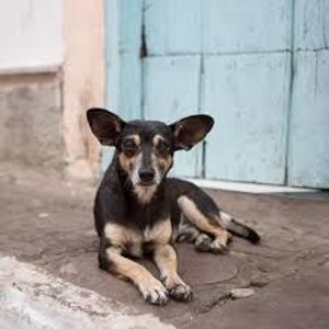 AJUDE EU COMPRAR RAÇÃO - Ajude eu cuidar dos meu bichinho