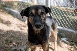 Animais - Ajude eu cuidar dos meu bichinho