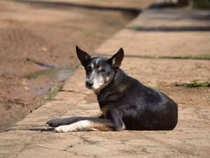 Mogi das Cruzes/SP - Ajude eu cuidar dos meu bichinho