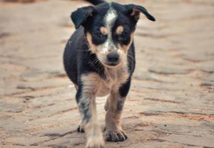 Vaquinha Online - Ajude eu cuidar dos meu bichinho