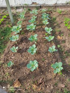 Vaquinha Online - Projeto Simbiose 