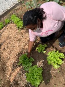 Projeto Simbiose (Hortas pedagógicas) - Projeto Simbiose 