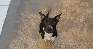 Animais - Ajude a Nina a combater o câncer 