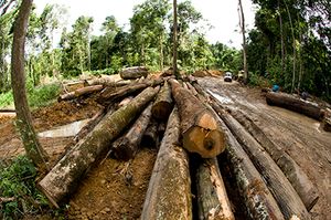 ÚLTIMO JARDIM imagem 10