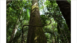 Fotografia - ÚLTIMO JARDIM