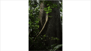 Boa Vista/RR - ÚLTIMO JARDIM