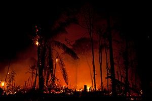 ÚLTIMO JARDIM imagem 8