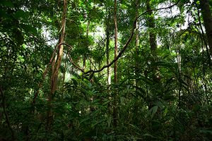 Financiamento Coletivo - ÚLTIMO JARDIM