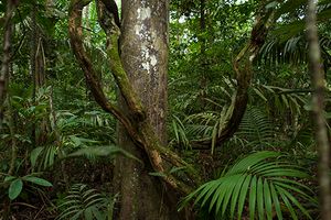 Wank Carmo - ÚLTIMO JARDIM