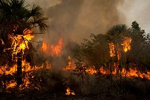 ÚLTIMO JARDIM imagem 7