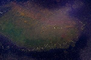 ÚLTIMO JARDIM imagem 12