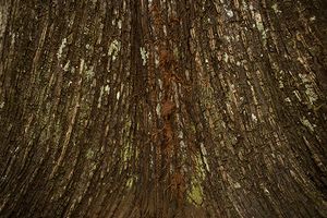 ÚLTIMO JARDIM imagem 6