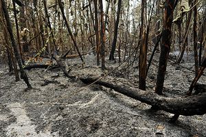 ÚLTIMO JARDIM imagem 9