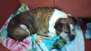 Animais - Pet Zuma 15 Anos 