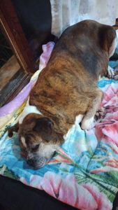 Vaquinha Online - Pet Zuma 15 Anos 