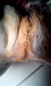 Ponta Grossa/PR - Pet Zuma 15 Anos 